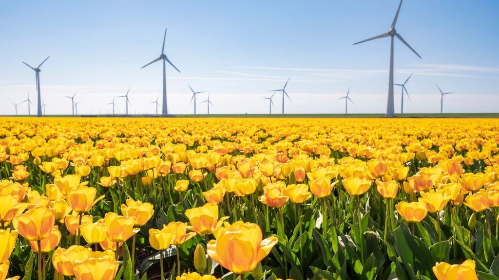 Wind turbines on a levee in Flevoland, The Netherlands with fields of blossoming tulips in the foreground