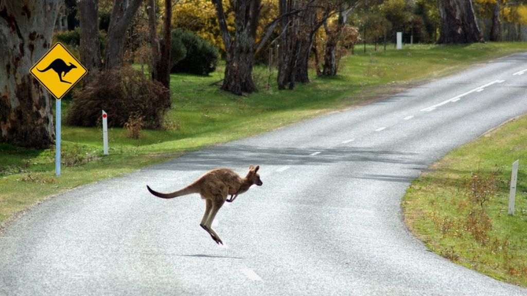 Volvo's driverless cars 'confused' by kangaroos
