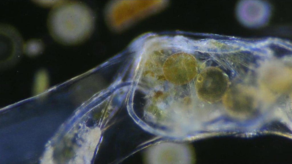 Plankton ingests plastic