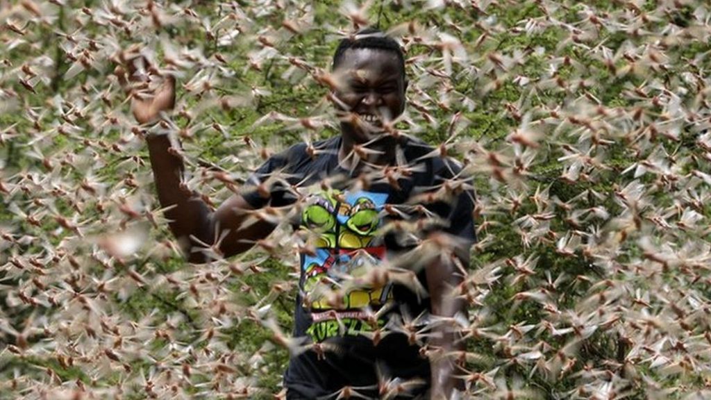 Hundreds of billions of locusts swarm in East Africa BBC News