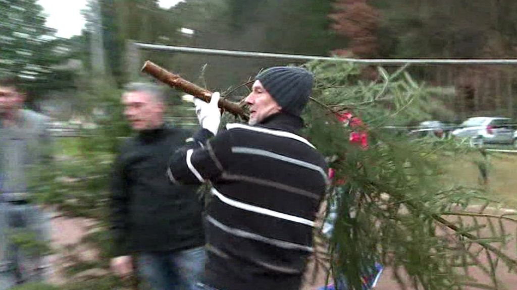Annual Christmas tree throwing contest held in Germany BBC Newsround
