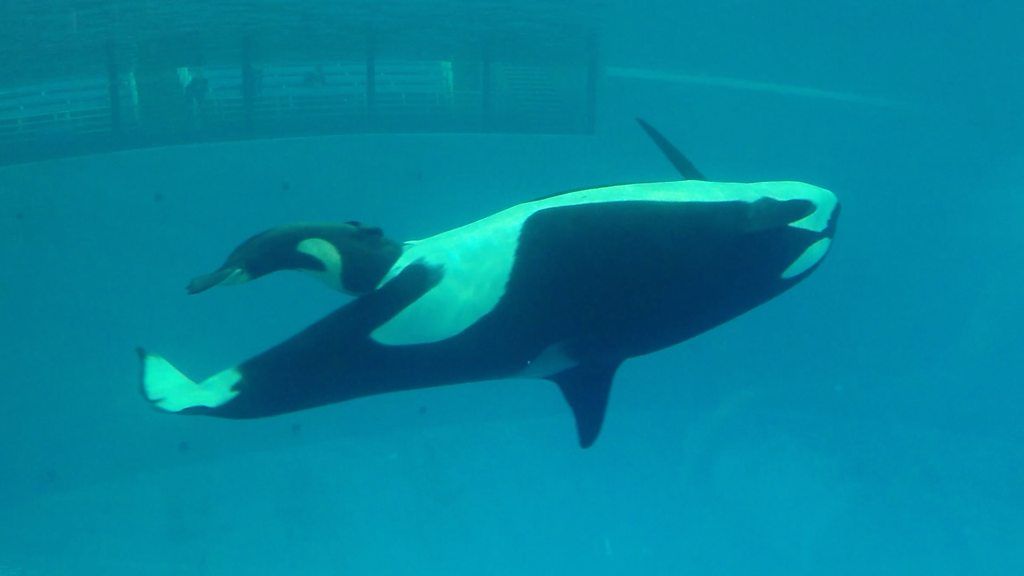 Birth of last baby orca in captivity filmed at SeaWorld