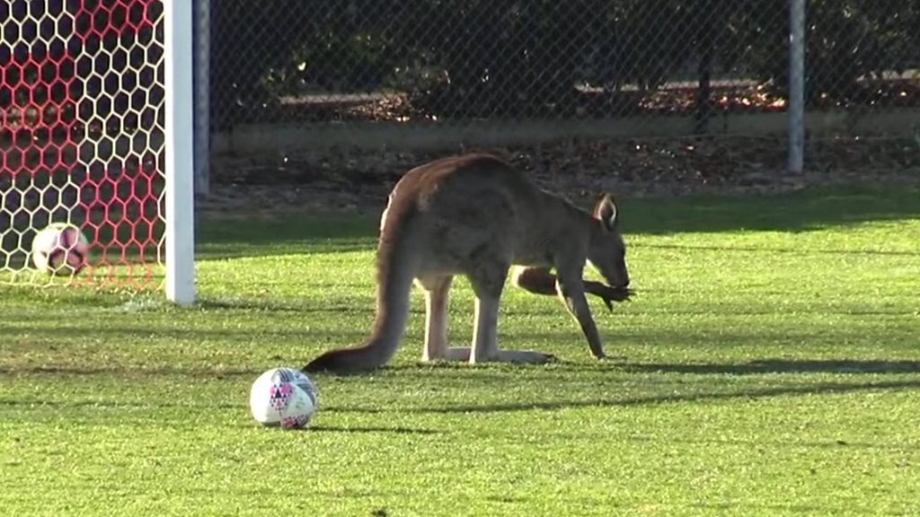 Still of kangaroo on pitch