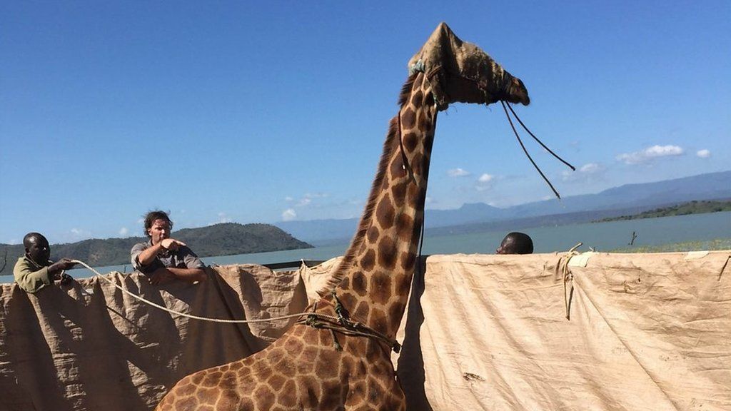 A giraffe stands on a raft