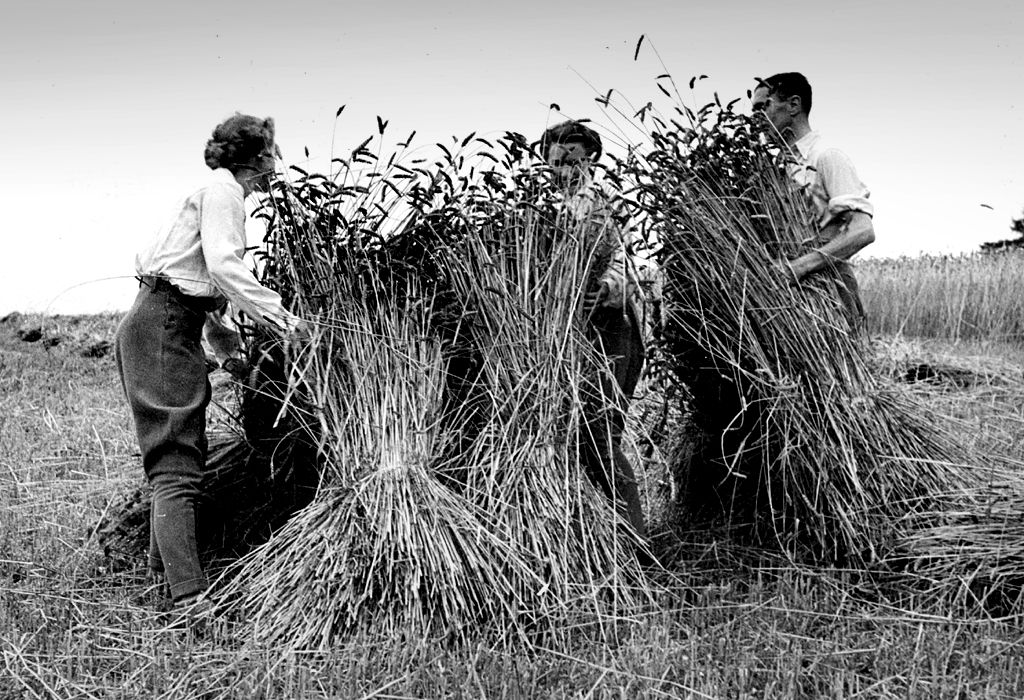Bank of England staff harvesting near Whitchurch, Hampshire, during WW2 evacuation