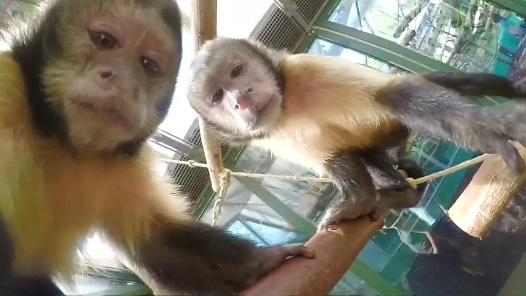 How do zookeepers feed the animals? BBC Newsround