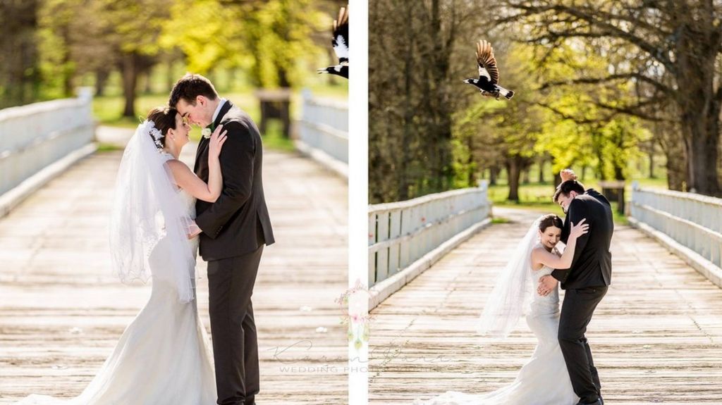 Newlyweds Phillip and Sara Maria duck as a magpie swoops down on them