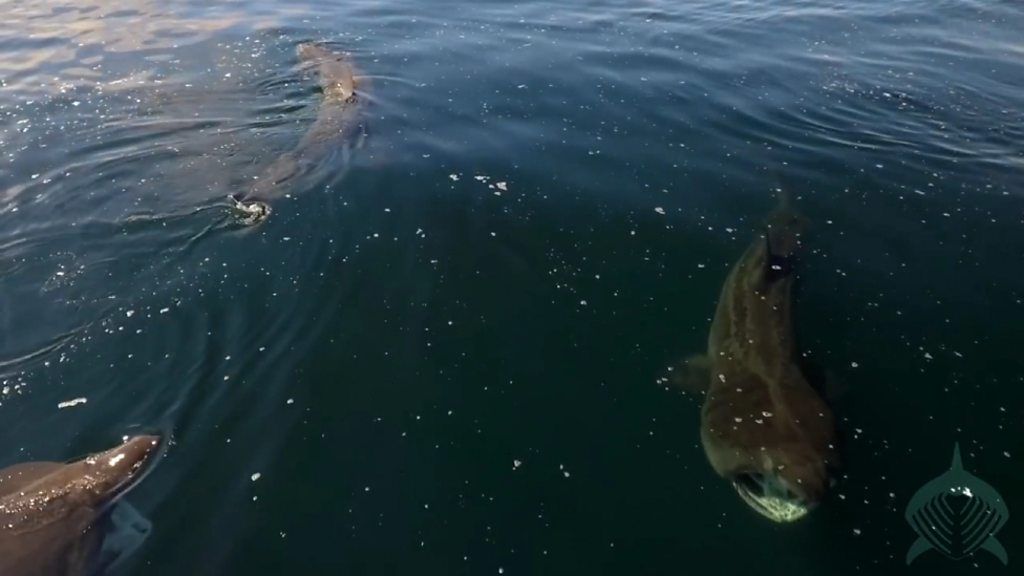 Basking sharks