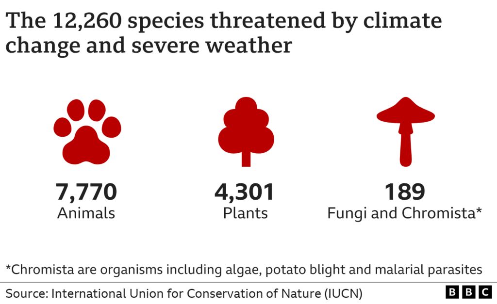 Graphic showing species at risk of extinction because of climate change