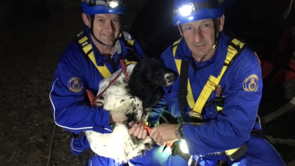 Dog rescued by Coastguard after Giant's Causeway fall