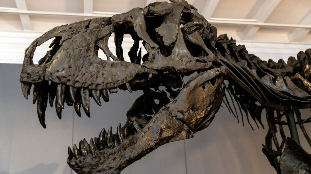 Dinosaurs wagged their tails to help them run faster - BBC Newsround