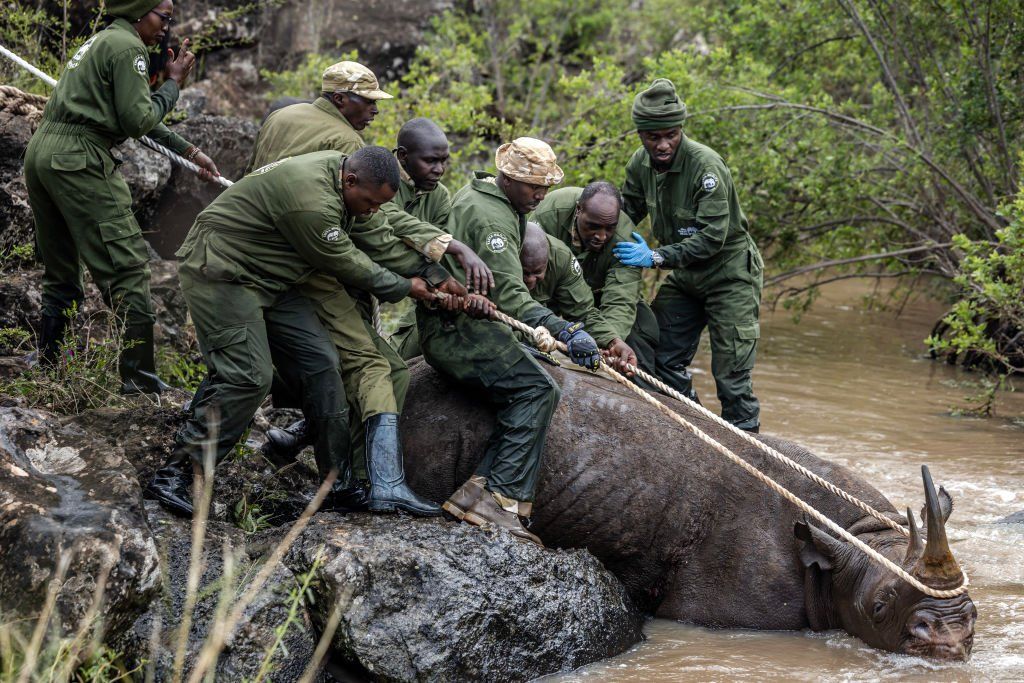 The Kenya Wildlife Service (KWS) move a sedated rhino out of the water for safety during a capture and translocation operation of rhinos in Nairobi National Park