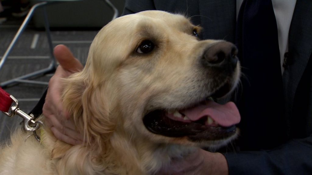 Dogs help calm Ulster University students ahead of exams