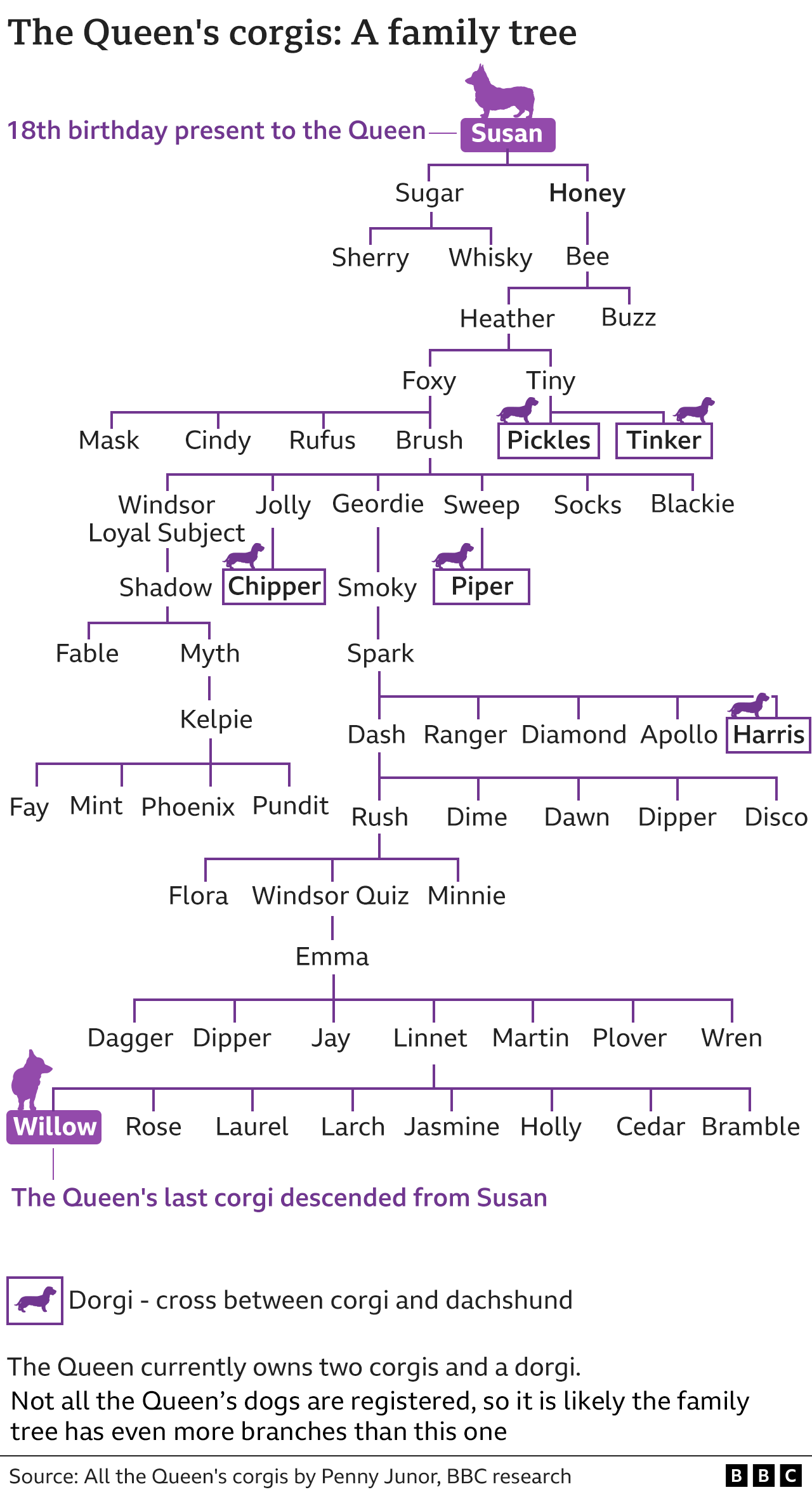 A family tree of all the Queen's corgis and dorgis, descended from Susan