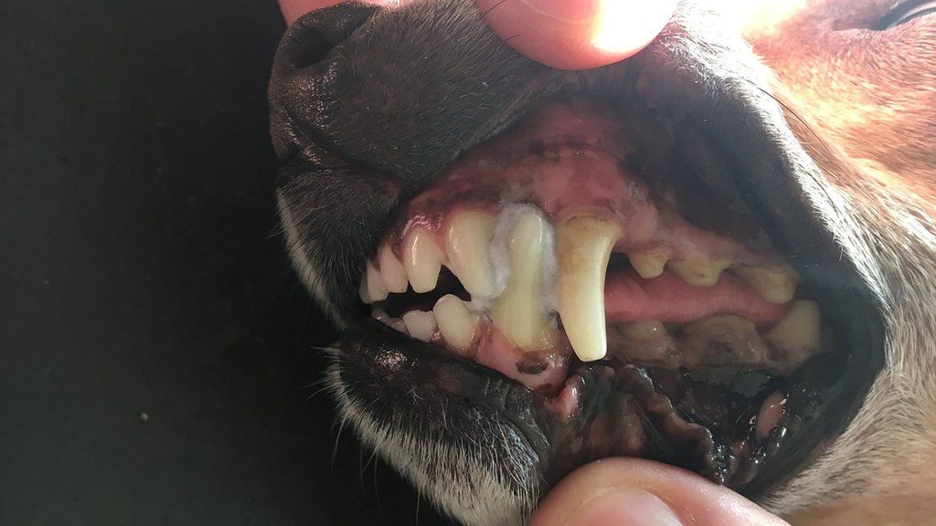 Dog s mouth glued together after chewing flyer BBC News