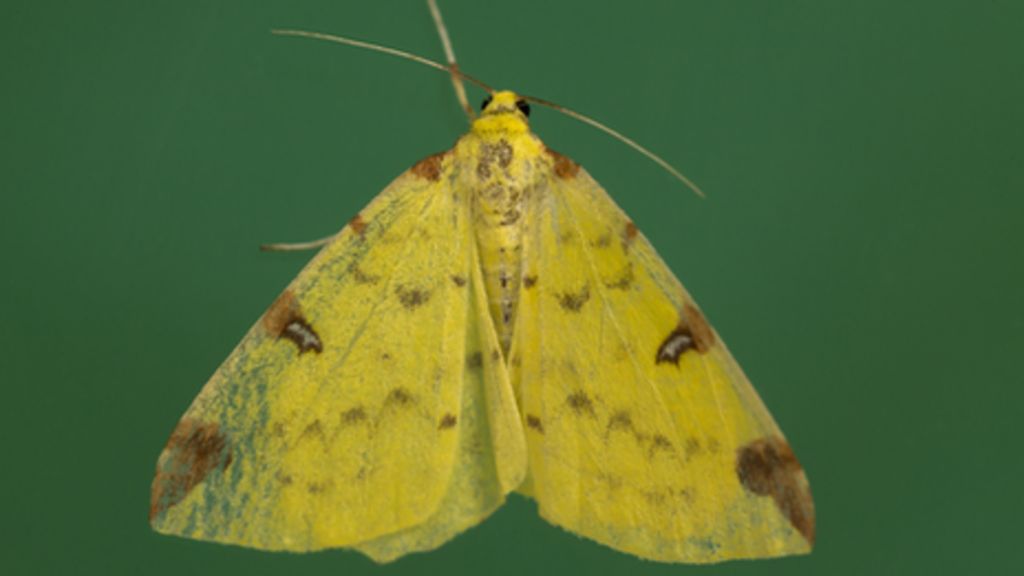 Type Of Moths Uk