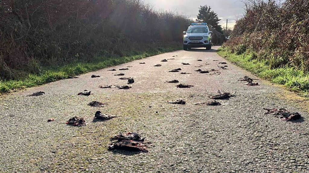 Hundreds of dead birds found in mystery mass death - BBC News
