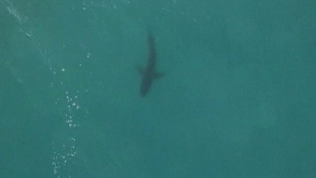 Surfer's close encounter with shark... again