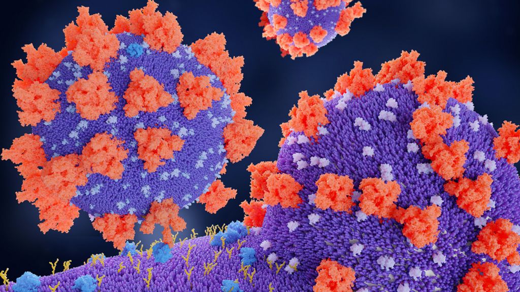 Illustration of spike proteins (red) of Covid-19 binding with receptors (blue) on a target human cell