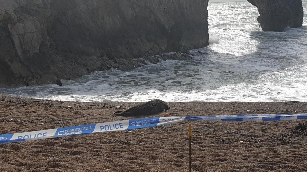 The seal lies on the shore behind the cordon