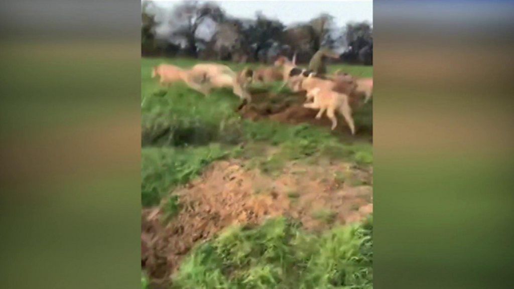 Hounds chasing fox