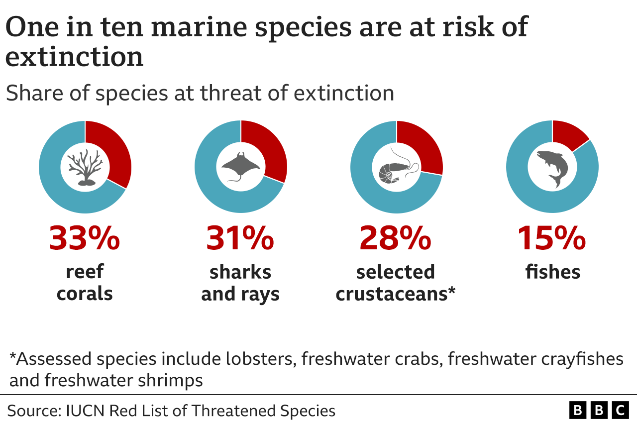 Efforts to pass global ocean protection treaty fail _126445915_endangered_marine_species-2x-nc