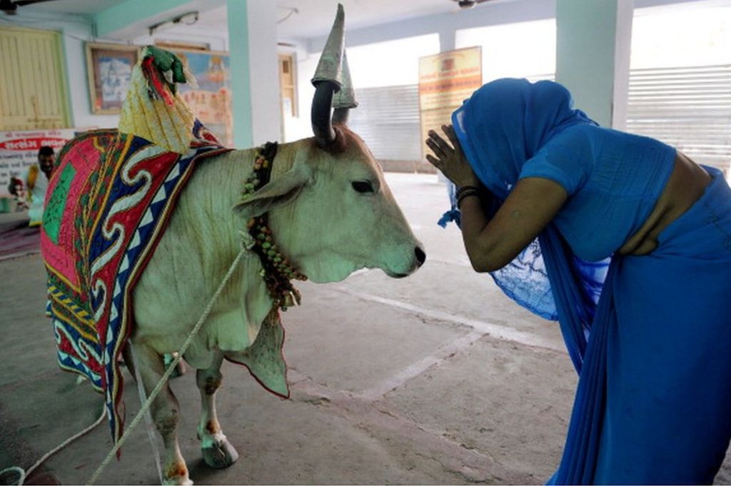 Why The Humble Cow Is India s Most Polarising Animal BBC News