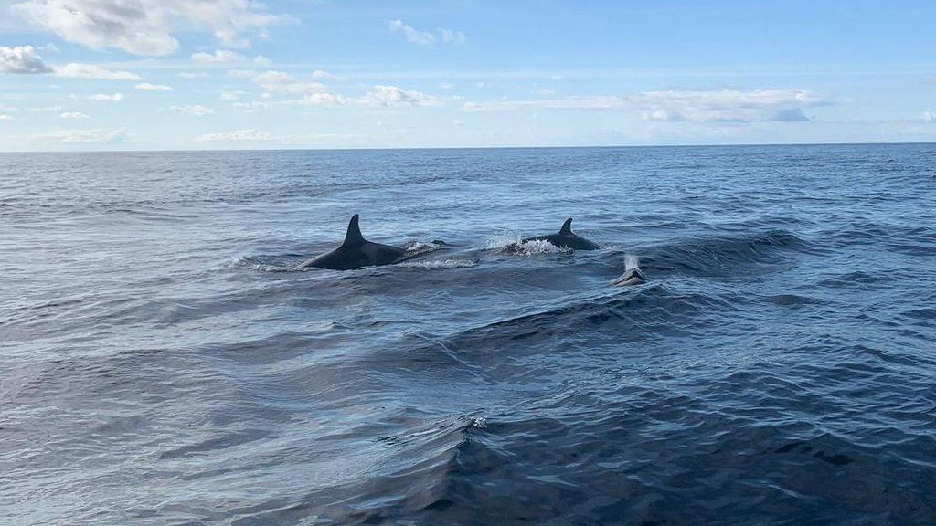 Wild Isles: Orca pod footage in Northumberland solves 'conundrum' - BBC ...