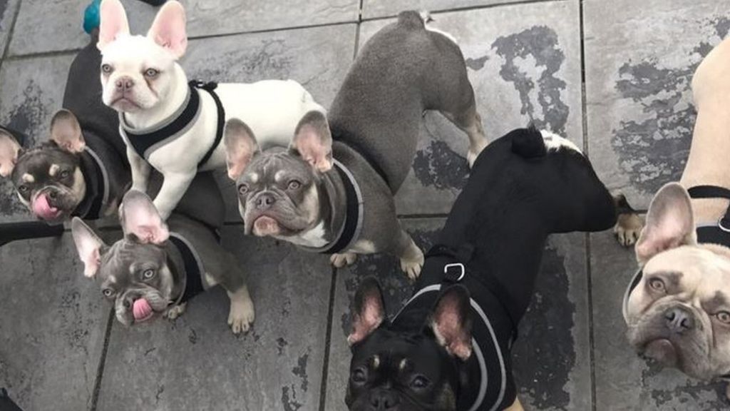 french bulldogs for sale north east