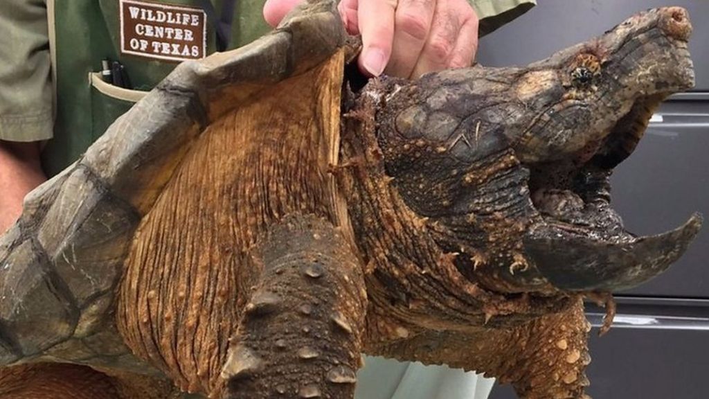 Alligator Snapping Turtle S Great Escape Bbc News