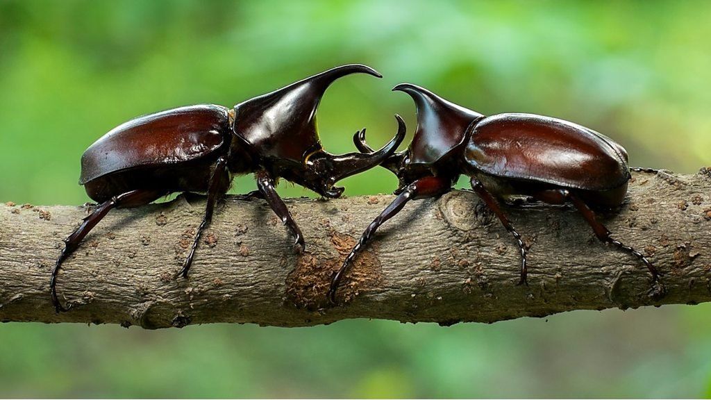 rhino-beetles.