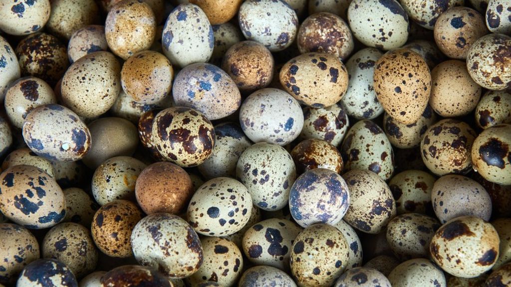 Booths supermarket halts sale of quail eggs over farm footage ...