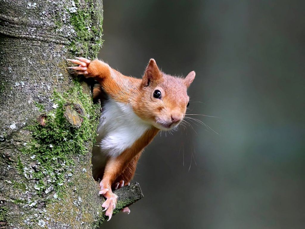 Red squirrel