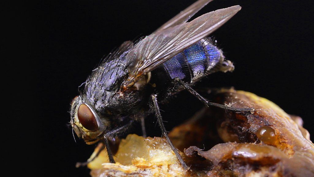 A fly on food