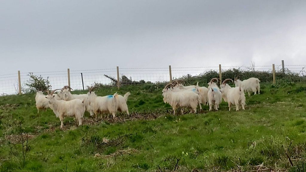 Goats on Great Orme