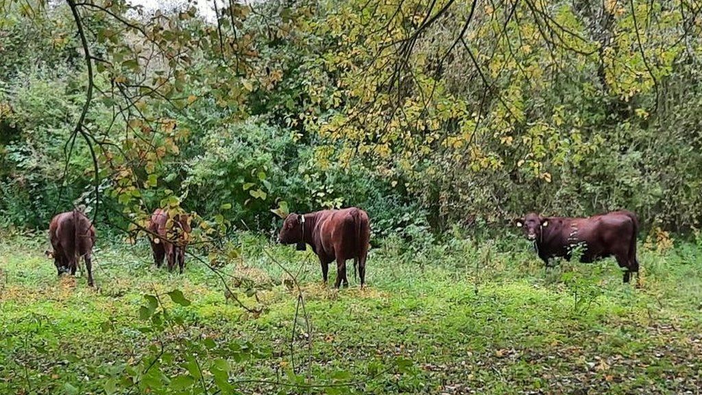 Cows grazing on reserve