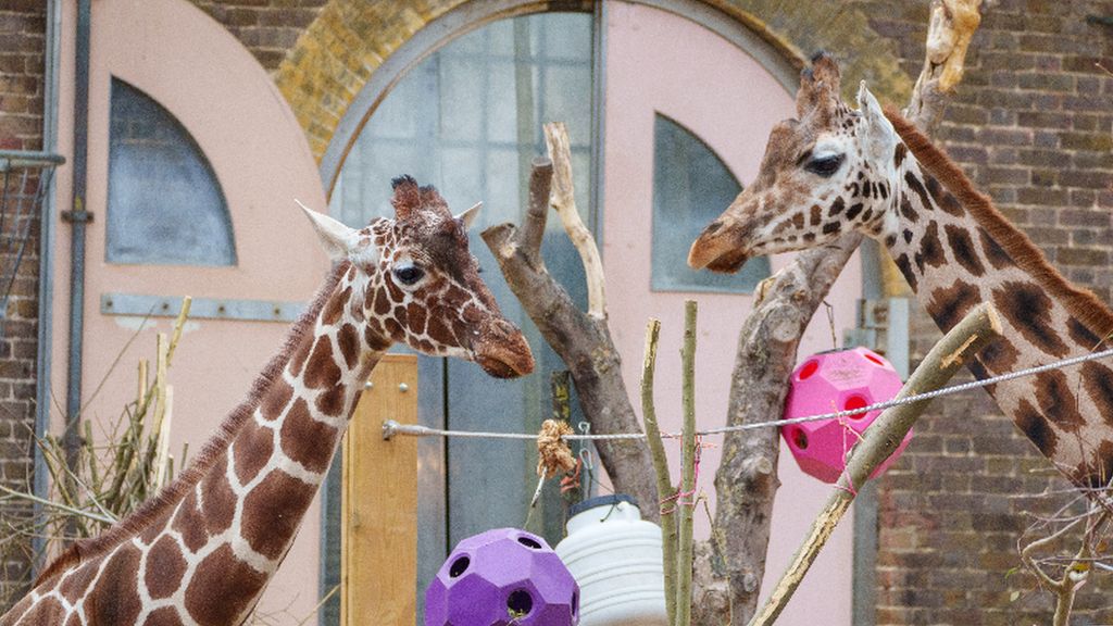 Meet The Giraffe Moving To London Zoo In A 'convertible'! - BBC Newsround