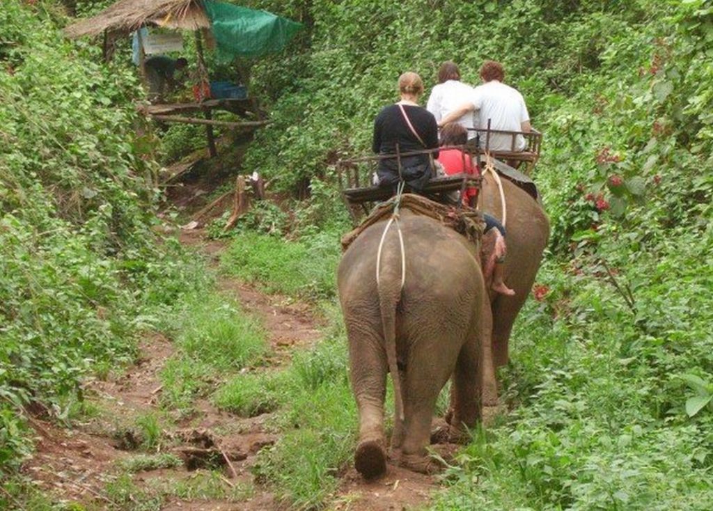 Have We Fallen Out Of Love With Elephant Rides Bbc News 