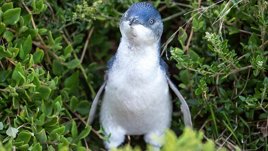 A little penguin