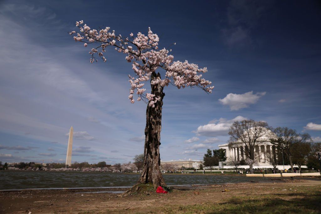 A cherry tree nicknamed Stumpy stands at the Tidal Basin in Washington DC