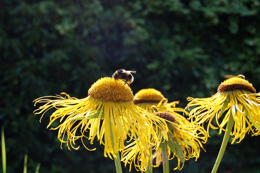Bees