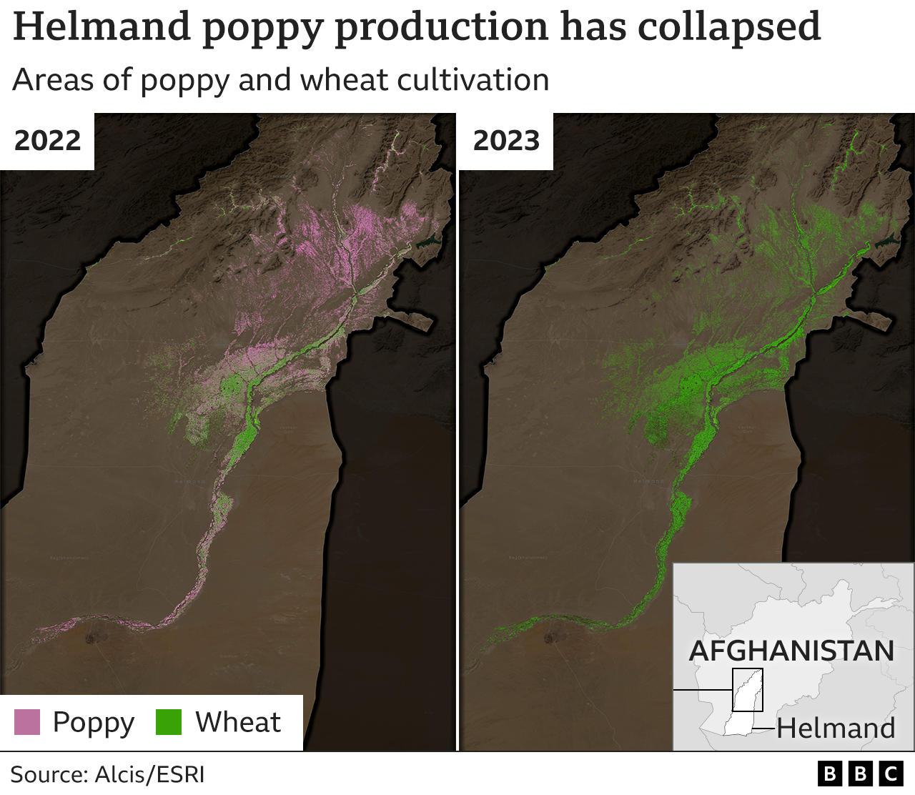 Graphic: Helmand poppy cultivation has collapsed - shows two satellite pics of the province (2022 and 2023) demonstrating the fall-off in poppy farming
