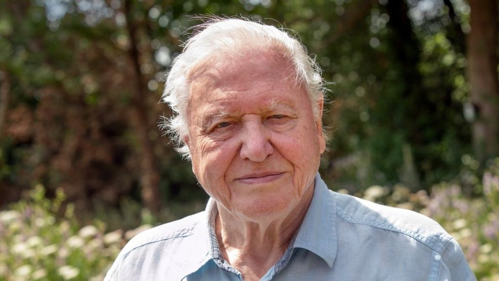 Sir David Attenborough On Joe Biden Christmas Wrapping And Flamingos Bbc News 8513