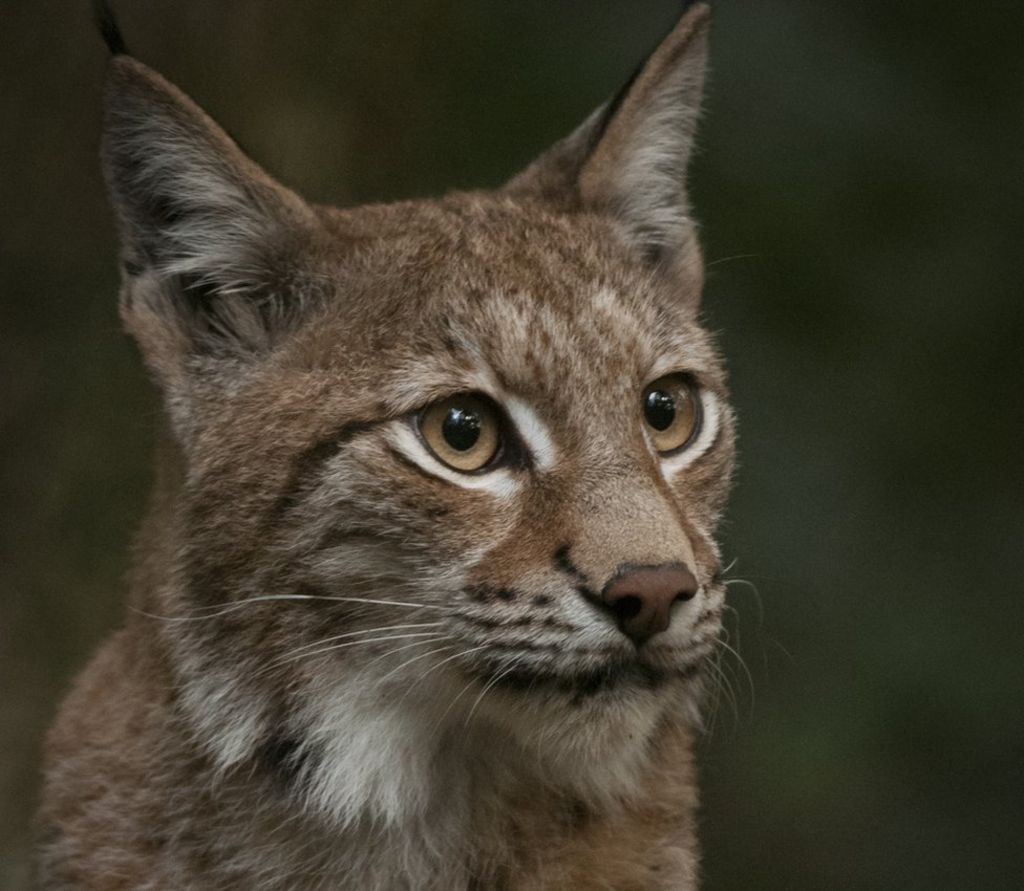 Lynx plans drawn up for Argyll and Inverness-shire - BBC News