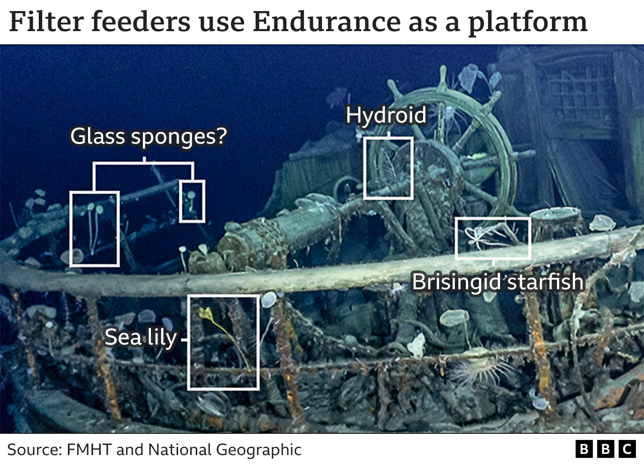 Filter feeders