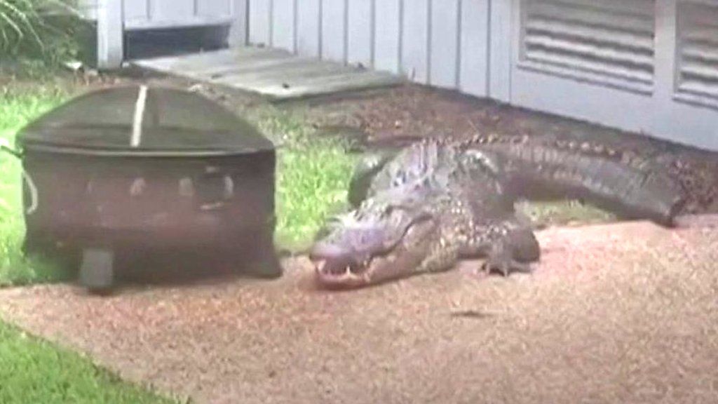Alligator in backyard