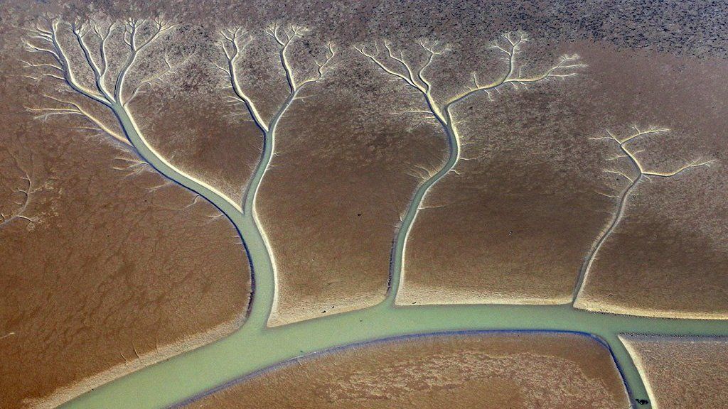 Aerial view of 'trees of life' in mudflats along the River Blyth, Suffolk