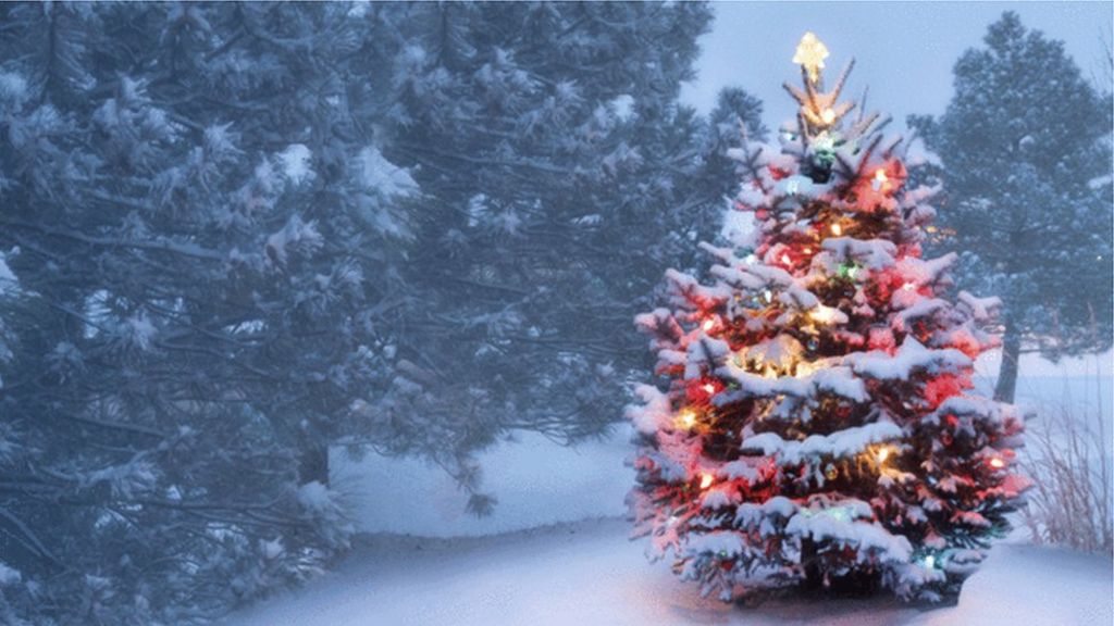brexit could boost christmas tree industry growers say brexit could boost christmas tree industry growers say