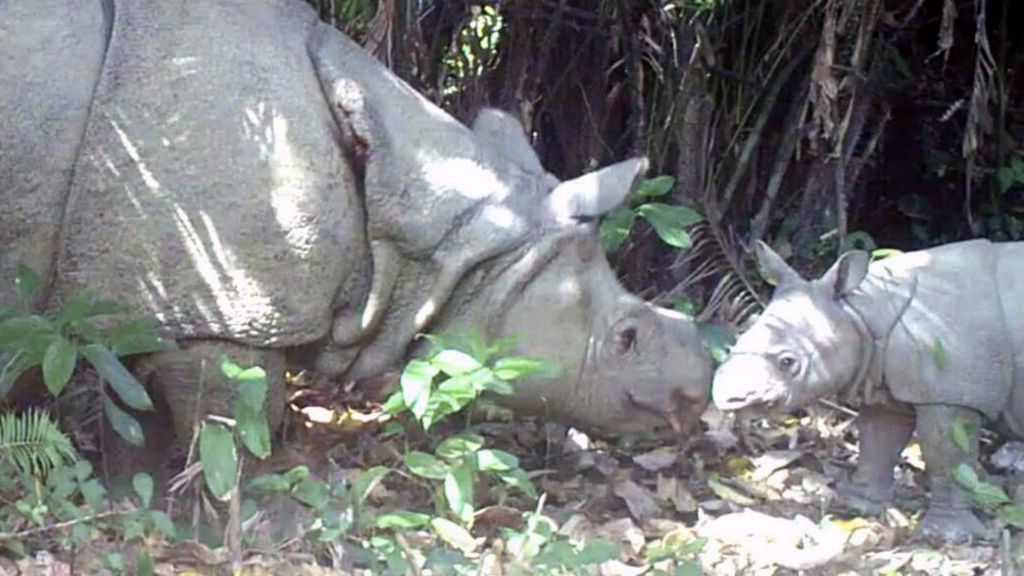 Three rare baby rhinos caught on camera in Indonesia - BBC Newsround