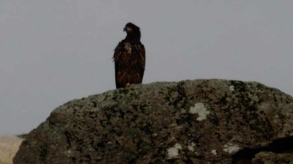Eagle perked on a rock